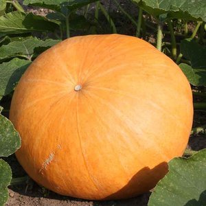 De Bolster Pompoen ‘Gele Centenaar’ - 3g - BIO