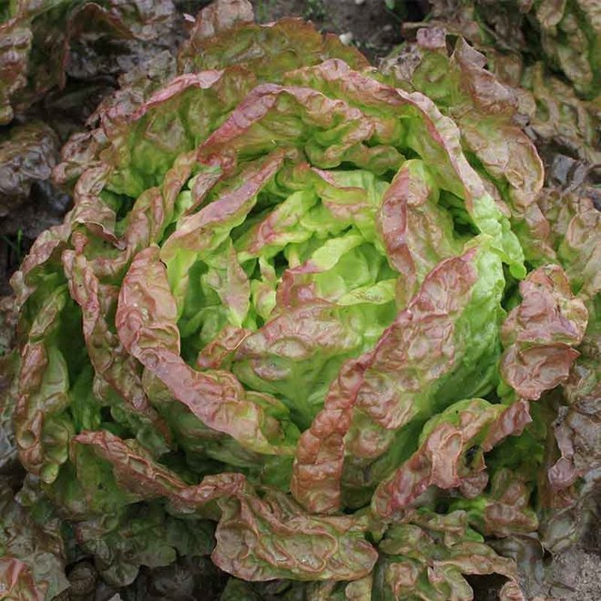 Kropsla ‘Wonder der Vier Jaargetijden’ - 1g - BIO