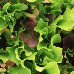 De Bolster Mesclun 'Puur Sla' - 5g - BIO