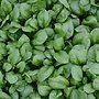 Spinazie ‘Vroeg Reuzenblad’ - 75g - BIO
