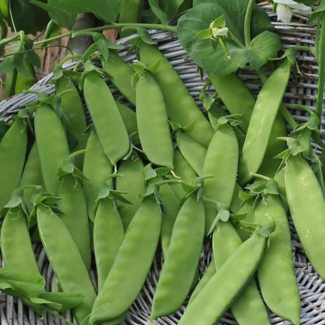 Rijspeul 'Hendriks' - 75g - BIO