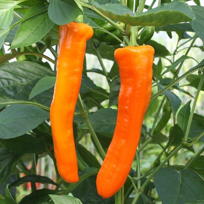 Zoetpuntpaprika 'Kyra' - 10 zaden - BIO